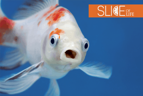 slice-commencement-fish-aug30
