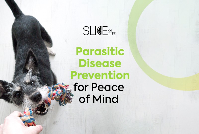 Parasitic Disease Prevention for Peace of Mind