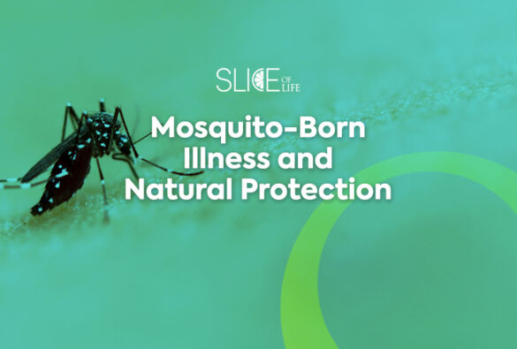 Mosquito Born Neurolife Life U Slice Of Life Blog Post Template1l